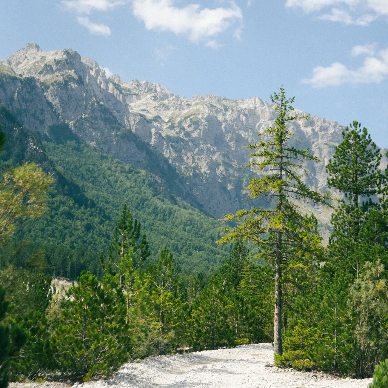 Pinhal de montanha no Passo de Llogara, Albânia